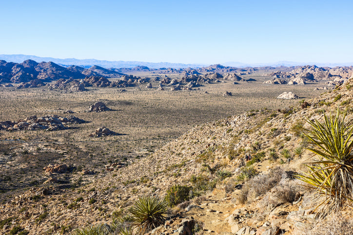 Yucca: History, Benefits, and Uses